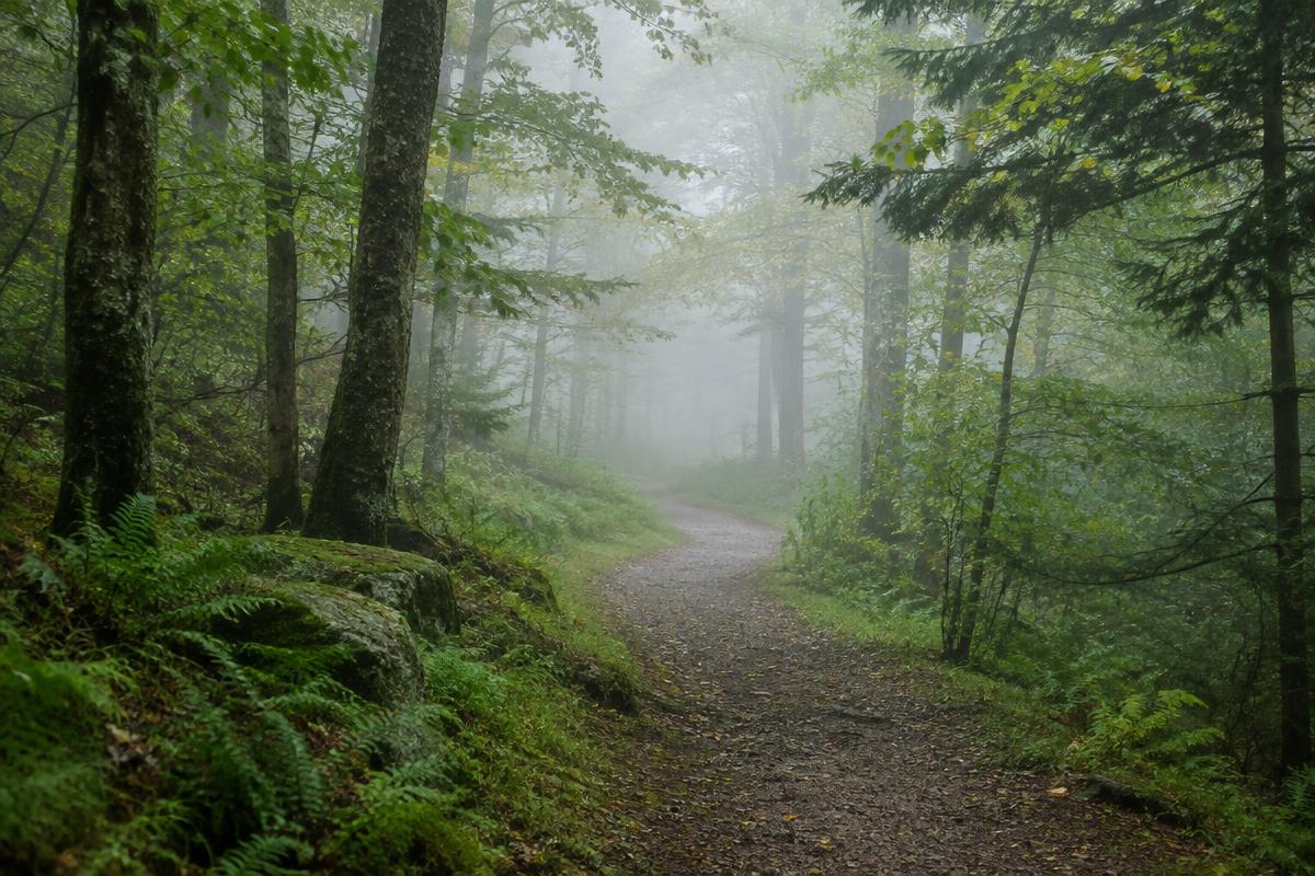 A quiet wooded path in soft morning mist in northern New Hampshire